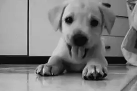 中华田园犬啊，你竟然不是一个品种图片