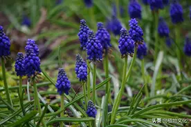 植物图鉴：葡萄风信子图片