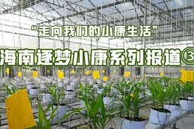 走向我们的小康生活｜“北纬18°”之北瓜果飘香图片