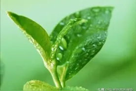 双语阅读：《致命病毒——流感感染2600万美国人》图片