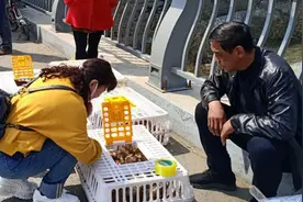 长白县八道沟镇驻村队员赶大集 摆摊吆喝卖鸡雏图片