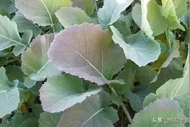 油菜施硼有讲究，重点是施肥时间与方法图片