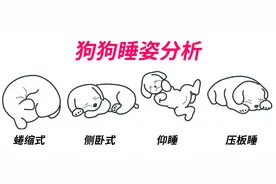 干货 | 如何从8种睡姿来判断狗狗是否有安全感？图片