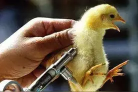 手把手教你怎样给家禽机体注射图片