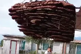 贵州出现巨型马蜂窝，吊车出马才能搬动！能破吉尼斯记录吗？图片