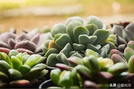 改变世界的三种植物图片