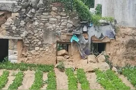 【泉港老故事】东风大队有个“拾粪小队”图片