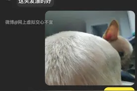“这不是头，是屁股！原谅我第一眼也看错了…”图片