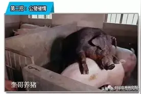 三元后备母猪不发情，7个关键措施助你解决图片