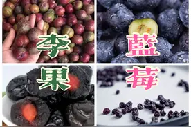火车上叫卖的蓝莓李果，欺骗了消费者，断了水果除鲜食之外的出路图片