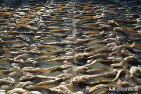 东北晒鱼户有多少技术玄机？20多年练就一眼准，一天能卖一两万图片
