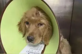金毛被男子疯狂虐待，志愿者被威胁报复，有些人内心到底有多黑暗图片