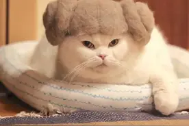 掉下的猫毛不要扔，把它团成球，隔壁小猫都馋哭了图片