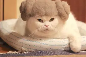 掉下的猫毛不要扔，把它团成球，隔壁小猫都馋哭了图片