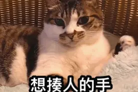 沙雕表情包｜闺蜜给我介绍了一个小哥哥图片