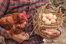 蛋鸡蛋壳质量有问题怎么办？血斑蛋、粪便蛋、斑点蛋咋办？图片