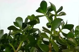 玉树掉叶子是什么原因图片