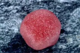 南极今年再现“红雪”事件，是什么原因？科学家：人类应引起重视图片