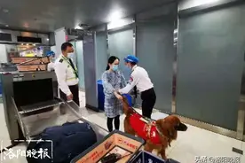 洛阳机场迎来特殊“旅客”,导盲犬陪伴主人乘机图片