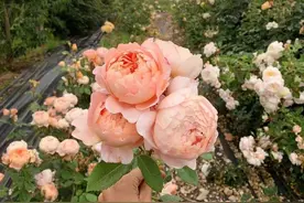 【黄昏花海】还你内心宁静图片