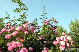深呼吸！许昌这里有着“少女粉”的甜美……图片