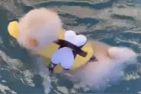笑喷了！两只狗游泳博美犬卖力狗刨，结果另一只却在偷懒玩漂尸？图片