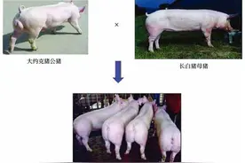 你家的猪的几元的？一张图带你明白什么是猪的二三四元杂交图片