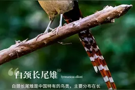 生物多样性图鉴丨第40期：白颈长尾雉图片
