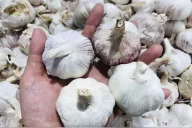 购买大蒜，无论白皮还是紫皮，遇到这4种“问题”大蒜，就别买了图片
