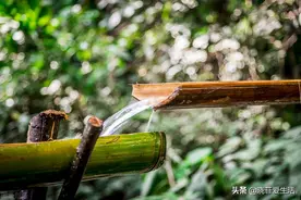 4种“财运竹”，养在客厅，富贵长寿“节节高升”图片