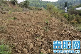 遵义一对叔侄扯皮数百株银杏遭殃，残枝躺地里两年多无人理会图片