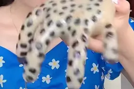 调查｜哗众取宠辣眼睛！“大胃王”转型吃得怪，还虐宠物敛财图片
