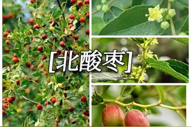 酸枣，一个“分南北，有东西”的水果图片