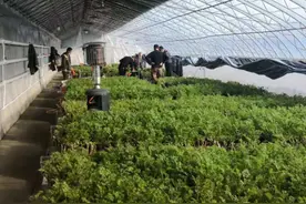 山野菜成“抢手货”，东丰县仁合林场刺嫩芽走俏市场图片