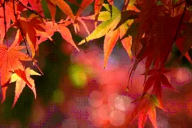 明天开幕！广州市石门国家森林公园第十八届红叶观赏节等你来！图片
