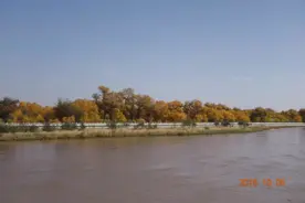 自驾游额济纳旗胡杨林，路上见闻多多图片