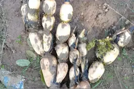 一招让你种植的莲藕又大又粗，只要你按照以几点栽培管理方法图片