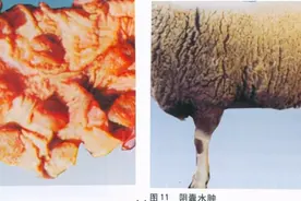 羊布鲁氏菌病的防治图片