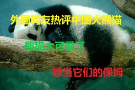 外国网友评论中国大熊猫，太可爱了，想当他们的保姆图片