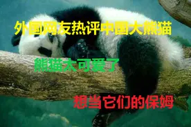 外国网友评论中国大熊猫，太可爱了，想当他们的保姆图片