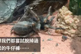 害怕蛛者慎入！细看墨西哥红膝蜘蛛蜕皮图片