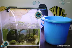鱼缸换水只需换底层水吗？详解鱼缸换水的“三大一小”原则｜辟谣图片