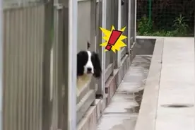 笑死狗啦！表面上看是威风凛凛的大警犬，背地里却怕打针图片
