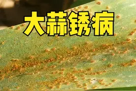 大蒜锈病频发，如何提前预防？掌握3个小技巧，促进大蒜增产图片