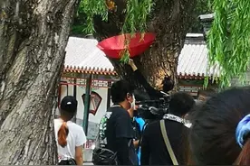 王子异爬高救小猫，为小猫举伞帮助下树，尽显温柔暖心图片