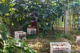还没大量成熟，已低至5毛一斤，果农无奈削皮卖，网友：自找的图片