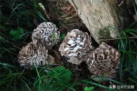 曾是板栗树的祸害，7月又长出来，野生已不够采摘，靠种植供应图片
