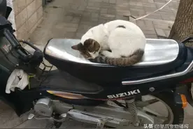 街霸猫咪家族强行征用摩托警车，连警察叔叔都束手无策了图片