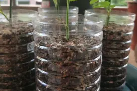 扦插植物，用上柳树皮、蚯蚓粪，好比“生根剂”，30天养出白根图片