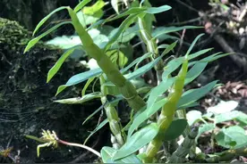 传世隗宝：广南黑节草西枫斗（2）图片